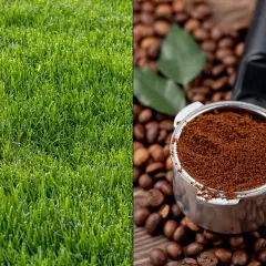 Zielona trawa obok portafiltra z mieloną kawą i ziaren. Fusy z kawy pachną jak poranek.