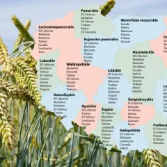 Pszenżyto Tadeus na jakie gleby – najlepsze warunki uprawy dla plonów