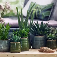 Kilka doniczek z aloesem w różnych rozmiarach. Dowiedz się, jak często podlewać aloes, by cieszyć się jego pięknem.