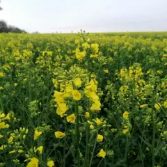 Pole rzepaku w pełnym rozkwicie, kiedy kwitnie rzepak, tworząc złoty dywan pod pochmurnym niebem.