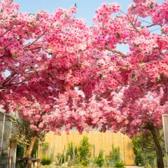 Kwiaty różowego sakura drzewa tworzą baldachim nad ogrodem kaktusów.
