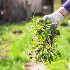 Ręka w rękawicy trzyma garść wykopanych chwastów dwuliściennych, gotowa do wyrzucenia.