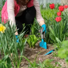 Praca w ogrodzie zgodnie z kalendarzem biodynamicznym na dziś. Sadzenie roślin wśród tulipanów i żonkili.