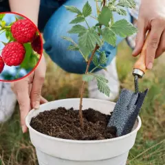 Sadzenie malin to najlepszy sposób na przyszłe zbiory. Kiedy przesadzać maliny? Teraz!