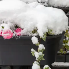 Różowe kwiaty i bluszcz w donicy, przykryte śniegiem. To widok na campanula zimowanie, gdy natura przygotowuje się do odpoczynku.