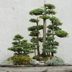 Jak zrobić bonsai z tui - proste kroki do pięknego drzewka bonsai