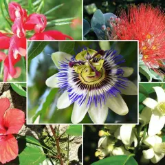 Kolaż przedstawia różnorodne egzotyczne kwiaty: czerwone, pnące, hibiskus, męczennicę i białe kwiaty cytrusów.