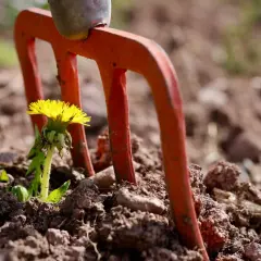 Pomarańczowe zęby grabi gotowe do akcji. Czas na domowy sposób na chwasty, by uwolnić ogród od niechcianych gości.