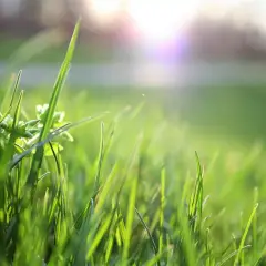 Zielona trawa w słońcu, jakby właśnie wschodziła. Promienie rozświetlają źdźbła, tworząc magiczną atmosferę.