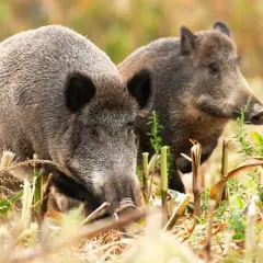 Skuteczne sposoby na odstraszenie dzików z ogrodu i ochronę roślin