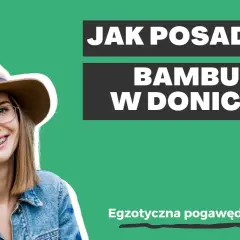 Jak sadzić bambusa w doniczce, aby uniknąć najczęstszych błędów