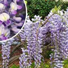 Wisteria drzewo obsypane fioletowymi kwiatami zwisającymi kaskadowo. W zbliżeniu widać delikatne płatki.