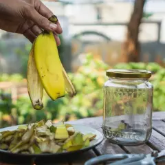 Ręka trzyma skórki banana, przygotowując je do zrobienia naturalnego nawozu. Obok stoi słoik i talerz z pokrojonymi resztkami.