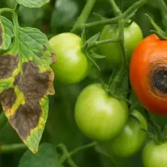 Liście pomidora z plamami i gnijący owoc świadczą o chorobie alternarioza pomidora.