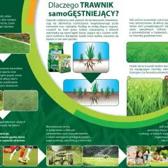 Mistrzowski trawnik samoczynnie się zagęszcza, tworząc gęstą, zieloną darń odporną na choroby i uszkodzenia.