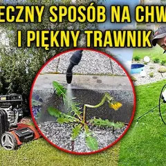 Skuteczne sposoby na oprysk trawnika od chwastów bez ryzyka