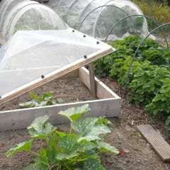 Ogród z tunelami foliowymi i inspektem. Truskawki i młode dynie rosną pod osłonami.