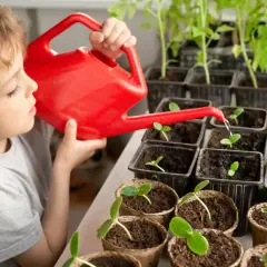 Chłopiec podlewa sadzonki ogórków z czerwonej konewki. Właściwe nawadnianie to klucz do sukcesu w uprawie.