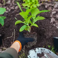 Sadzenie hortensji: ręka w rękawiczce trzyma sadzonkę z bryłą korzeniową, gotową do umieszczenia w ziemi. Wiosna to idealny czas, kiedy sadzić hortensje.