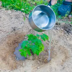 Podlewanie sadzonki pomidora wodą z cukrem, by zapewnić jej dobry start.