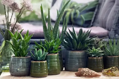 Kilka doniczek z aloesem w różnych rozmiarach. Dowiedz się, jak często podlewać aloes, by cieszyć się jego pięknem.