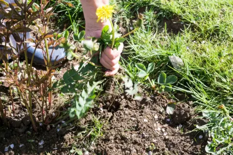 Dłoń wyrywa chwasty, w tym mniszka lekarskiego, z ziemi obok młodych pędów. Skuteczny antychwast to klucz do pięknego ogrodu.