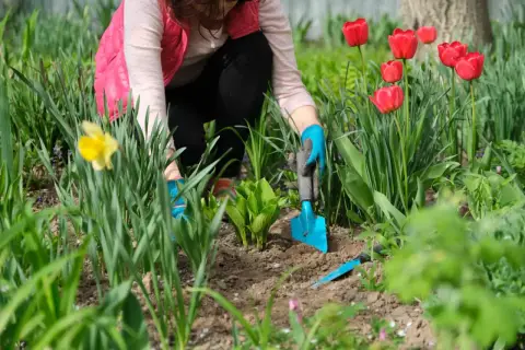 Praca w ogrodzie zgodnie z kalendarzem biodynamicznym na dziś. Sadzenie roślin wśród tulipanów i żonkili.