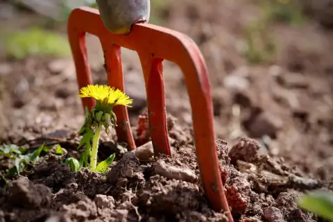 Pomarańczowe zęby grabi gotowe do akcji. Czas na domowy sposób na chwasty, by uwolnić ogród od niechcianych gości.