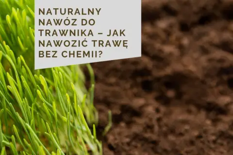 Zielona trawa i ciemna ziemia. Tekst: NATURALNY NAWÓZ DO TRAWNIKA – JAK NAWOZIĆ TRAWĘ BEZ CHEMI?