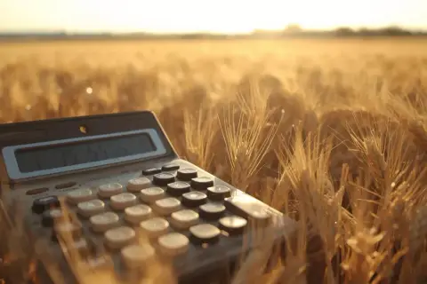 Kalkulator w zbożu, symbolizujący obliczenia plonów i hektar przeliczeniowy.