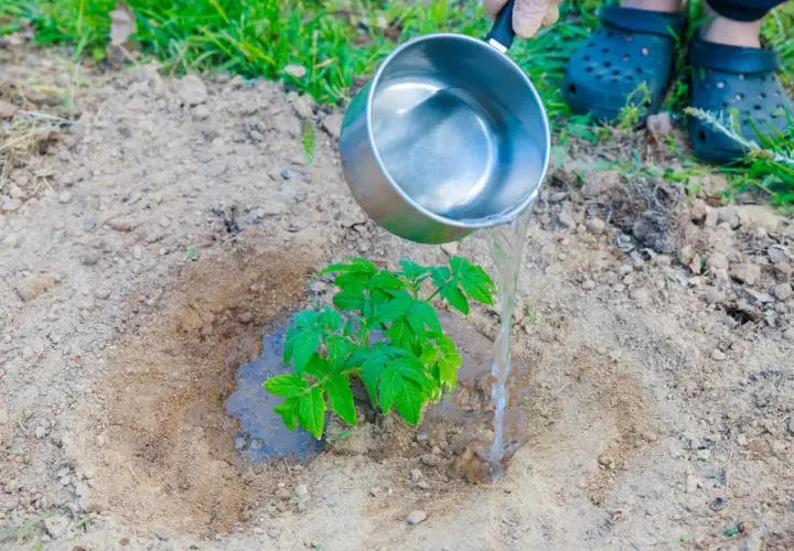 Podlewanie sadzonki pomidora wodą z cukrem, by zapewnić jej dobry start.