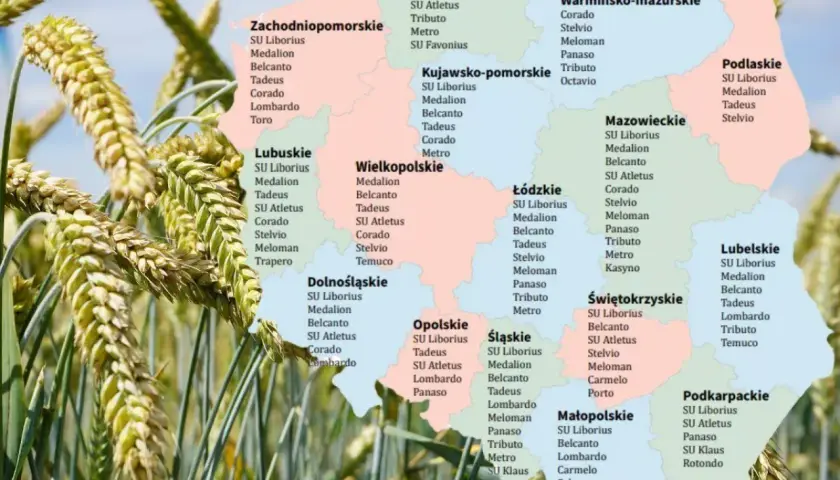 Pszenżyto Tadeus na jakie gleby – najlepsze warunki uprawy dla plonów