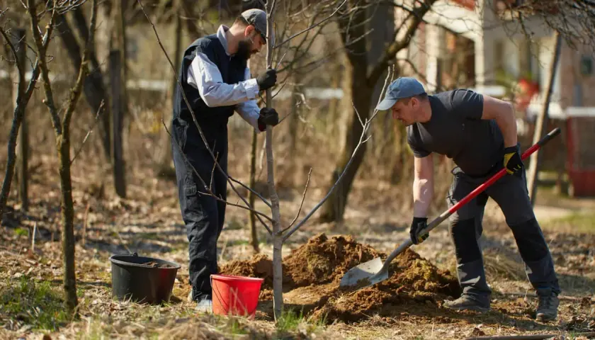 Dwóch mężczyzn sadzi drzewko. Jeden przytrzymuje pień, drugi kopie ziemię. Może to orzech włoski, który Jacek zasadził w ogrodzie.