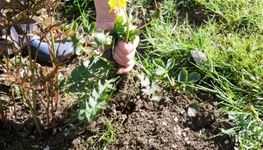 Dłoń wyrywa chwasty, w tym mniszka lekarskiego, z ziemi obok młodych pędów. Skuteczny antychwast to klucz do pięknego ogrodu.