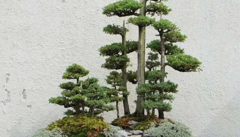 Jak zrobić bonsai z tui - proste kroki do pięknego drzewka bonsai