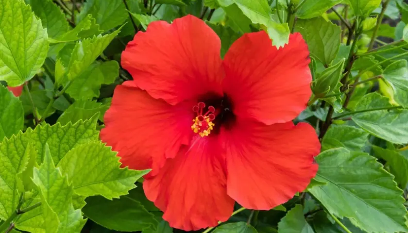 Jak skutecznie nawozić hibiskusa ogrodowego dla zdrowego wzrostu