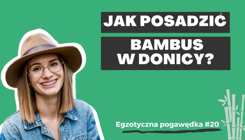 Jak sadzić bambusa w doniczce, aby uniknąć najczęstszych błędów