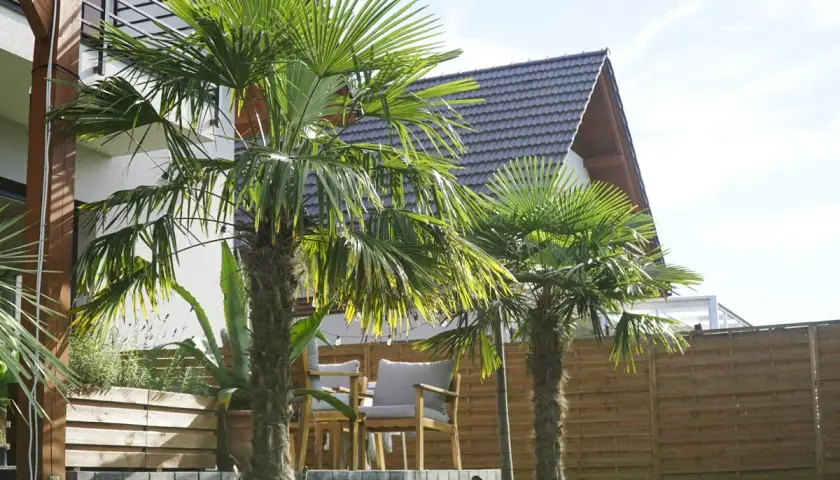 Dwa rodzaje palm tworzą tropikalny klimat w ogrodzie.