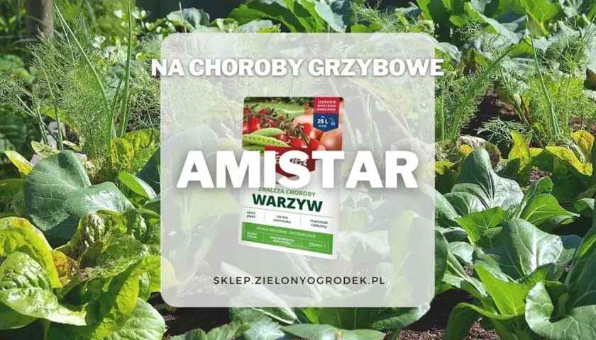 Amistar oprysk na choroby grzybowe warzyw. Zdjęcie przedstawia zdrowy ogród z warzywami i opakowanie preparatu.