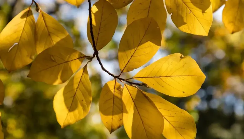 Złote, jesienne magnolia liście na gałęzi, oświetlone słońcem.