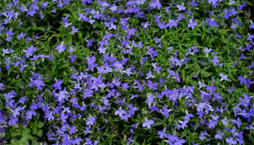 Niebieskie lobelie kwitną obficie, tworząc dywan kwiatów. Zastanawiasz się nad lobelia zimowanie? Te drobne kwiaty mogą przetrwać zimę w odpowiednich warunkach.