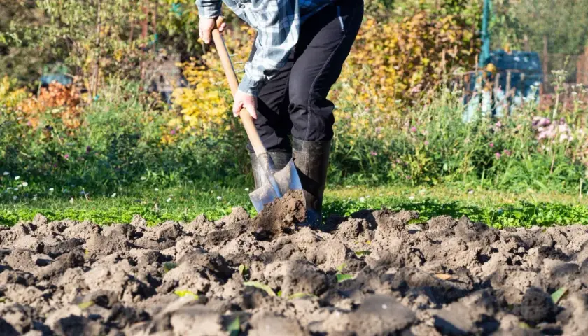 Czym użyźnić glebę na jesień, aby uniknąć słabych plonów?