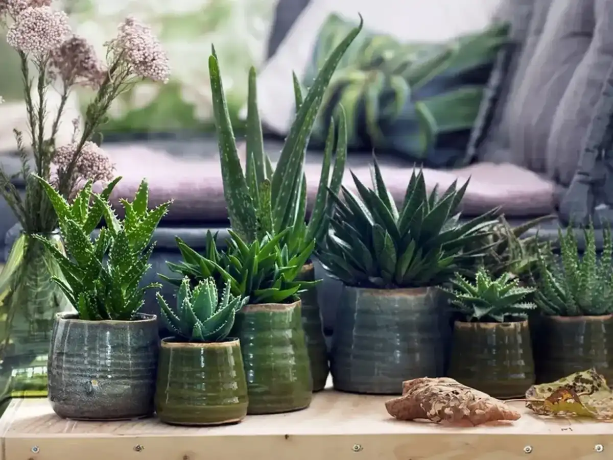 Jak często podlewać aloes, by go nie przelać?