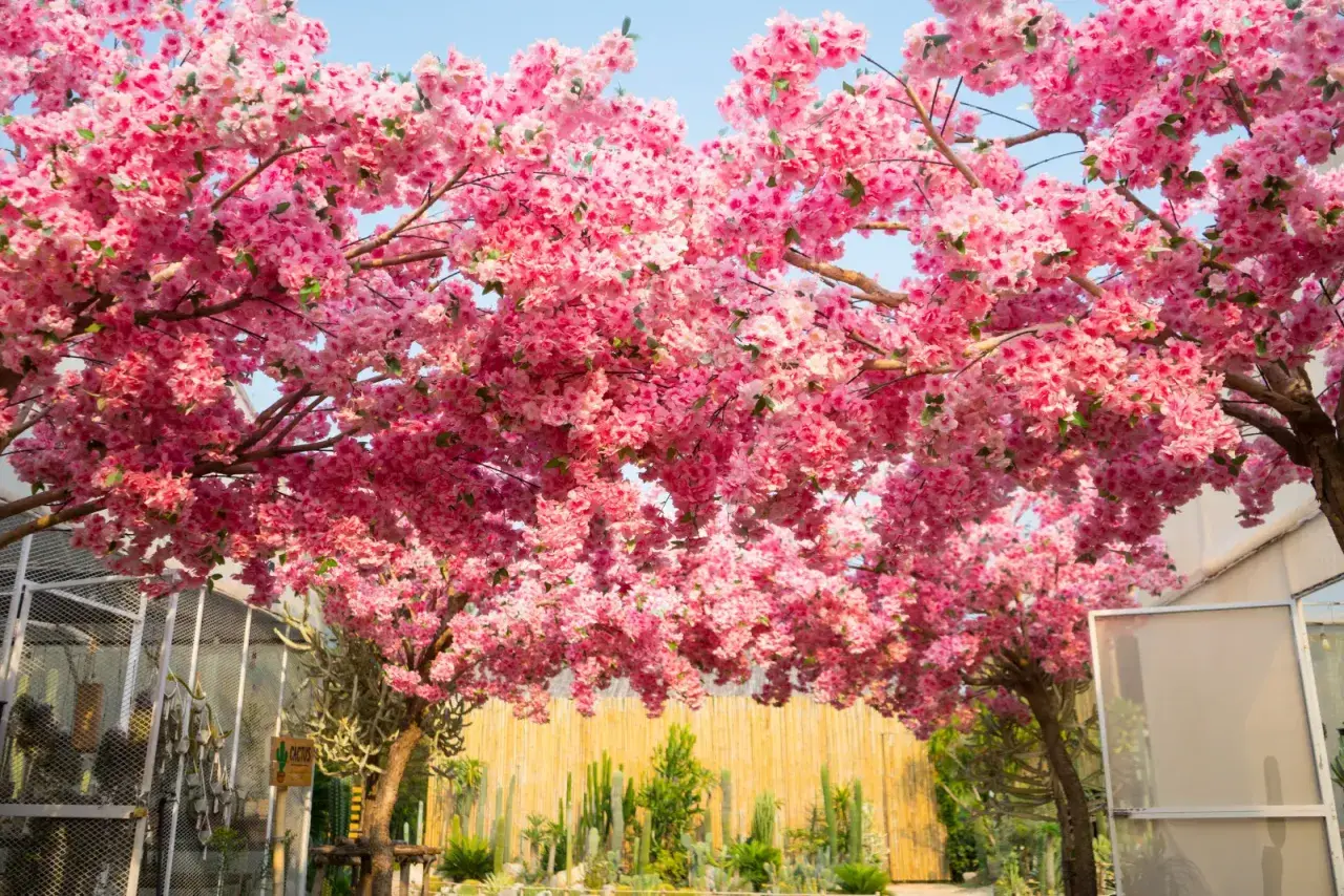 Kwiaty różowego sakura drzewa tworzą baldachim nad ogrodem kaktusów.