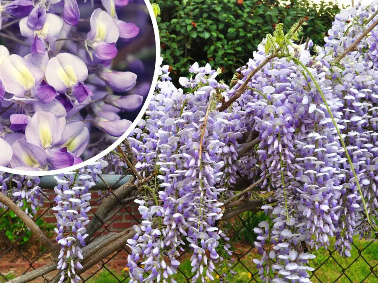 Wisteria drzewo obsypane fioletowymi kwiatami zwisającymi kaskadowo. W zbliżeniu widać delikatne płatki.