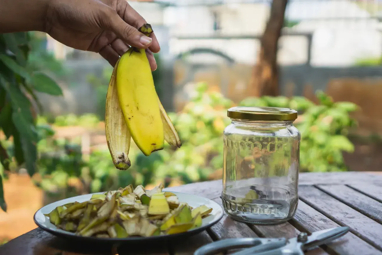 Ręka trzyma skórki banana, przygotowując je do zrobienia naturalnego nawozu. Obok stoi słoik i talerz z pokrojonymi resztkami.