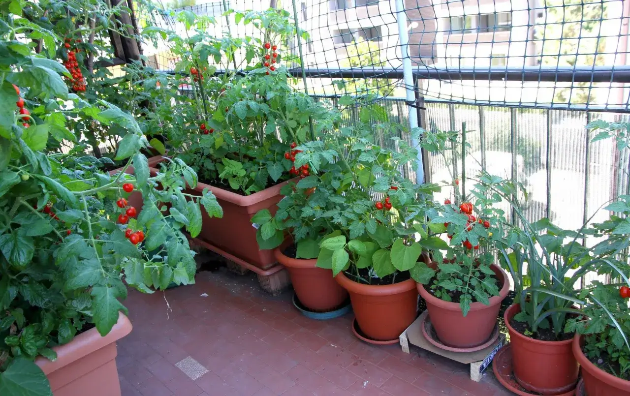 Balkon pełen zieleni, gdzie dojrzewają soczyste pomidorki koktajlowe. Krzaczki uginają się pod ciężarem czerwonych owoców.