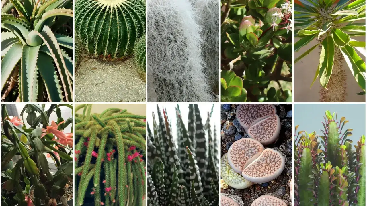 Kaktusy rodzaje: aloes, kaktus kulisty, kaktus z białym włosem, grubosz, madagaskarski kaktus, kaktus bożonarodzeniowy, kaktus-wężowy, żywe kamienie, kaktus z liśćmi.