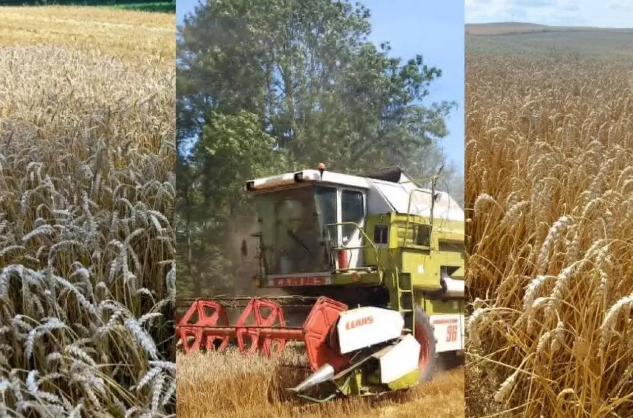 Kombajn zbiera dojrzałą pszenicę. Widać pole pszenicy i drzewa. Obrazek sugeruje pytanie: ile pszenicy z hektara?